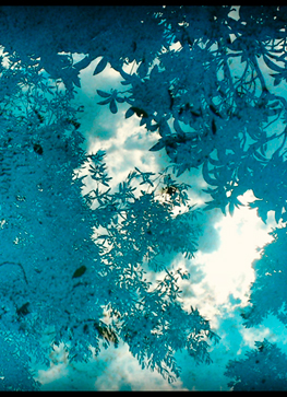 Elisabeth Cuquerella