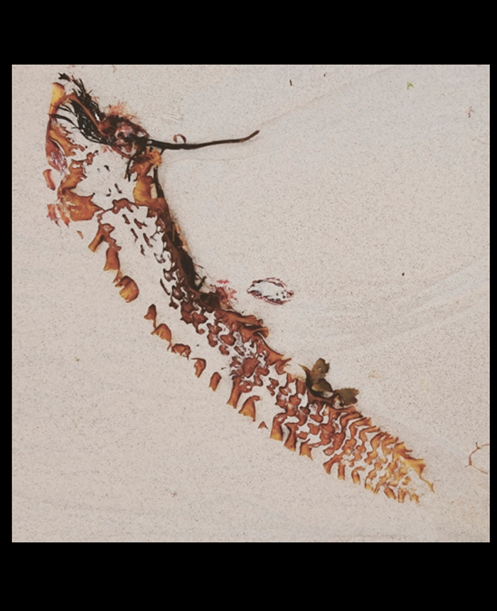 Elisabeth Cuquerella