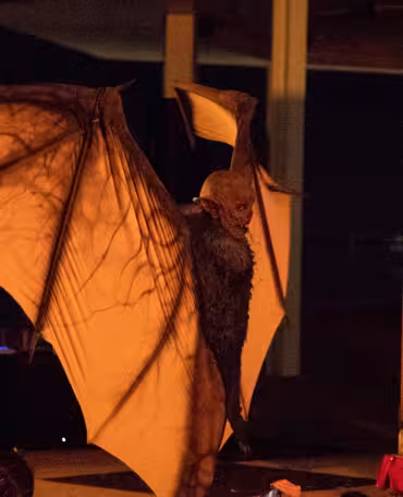 Wilhelm's Freak Show